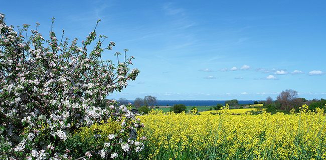 Ferienwohnung Ostsee Kappeln Schlei | Gut Buckhagen