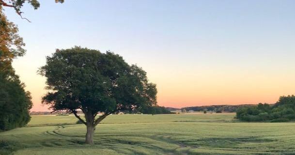 Blick über Feld am Gutshof