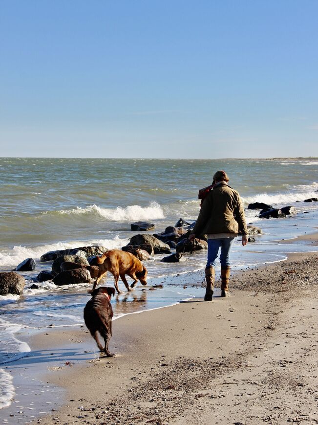 Spaziergang mit zwei Hunden am felsigen Strand der Ostsee
