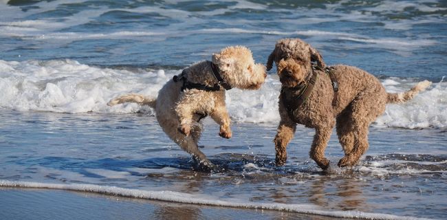 Badestelle am Hundestrand der Ostsee