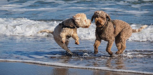 Badestelle am Hundestrand der Ostsee