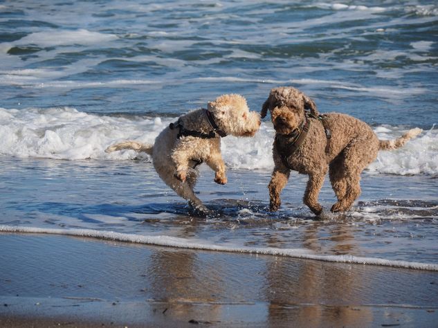 Badestelle am Hundestrand der Ostsee