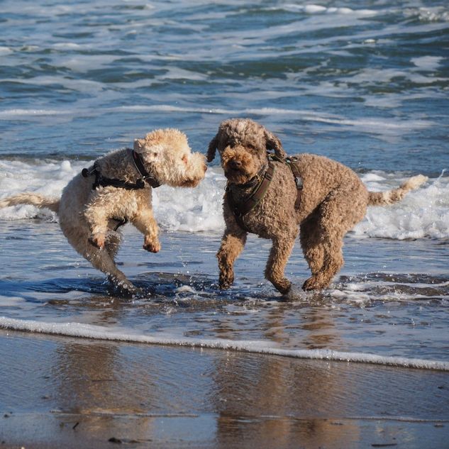 Hundestrand an der Ostsee Badestelle am Hundestrand der Ostsee