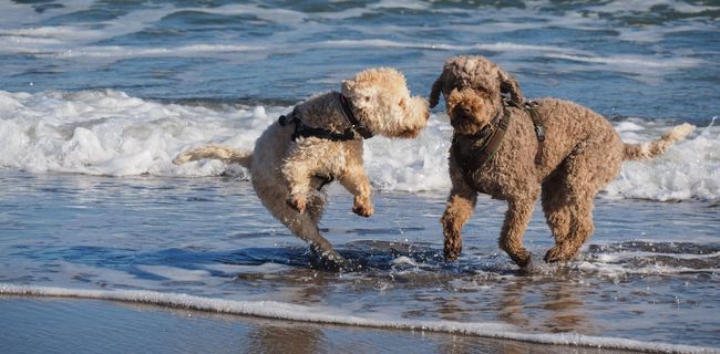 Badestelle am Hundestrand der Ostsee