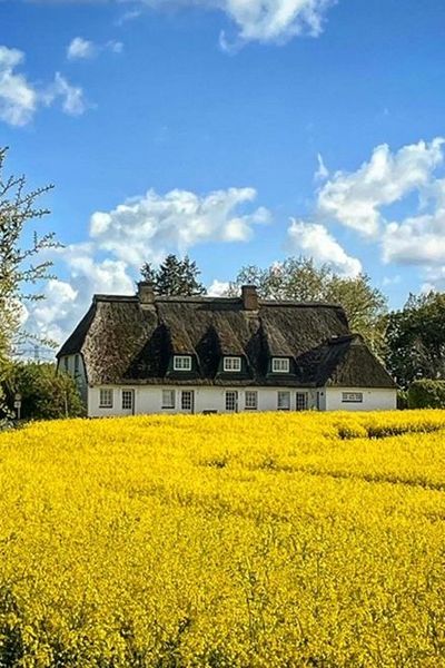 Reetdachkate am Rapsfeld in Rabelsund